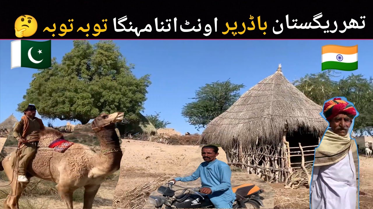 I never thought a camel would be so expensive in the Thar Desert