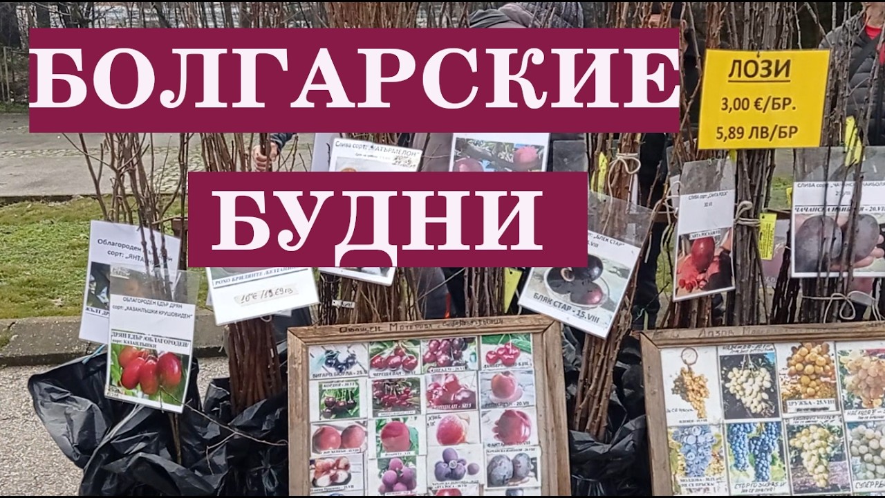 Замело снегом, покупаем киви и готовимся к празднику весны!