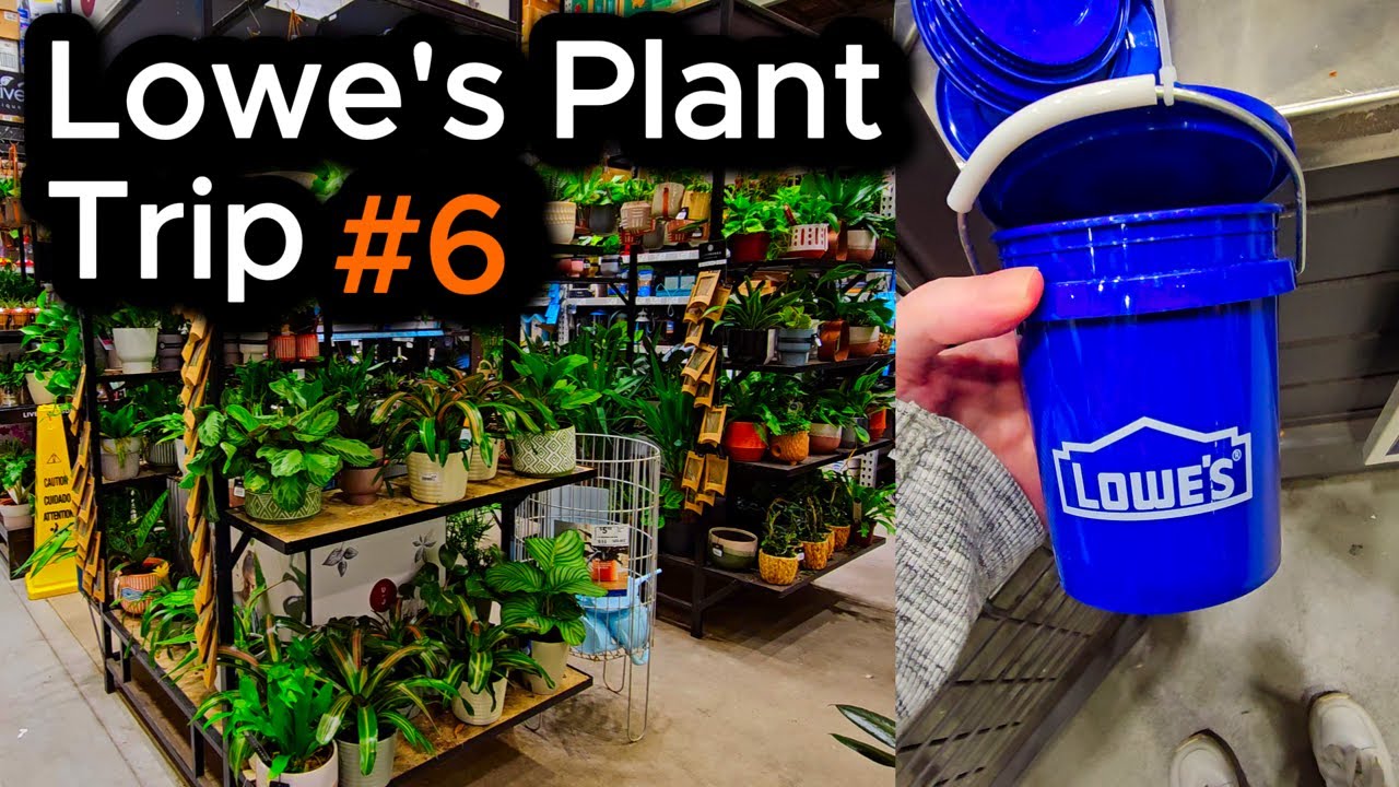 Mini Buckets + Lids Make Perfect Pots + Saucers &ndash; Lowe&rsquo;s Plant Trip #6
