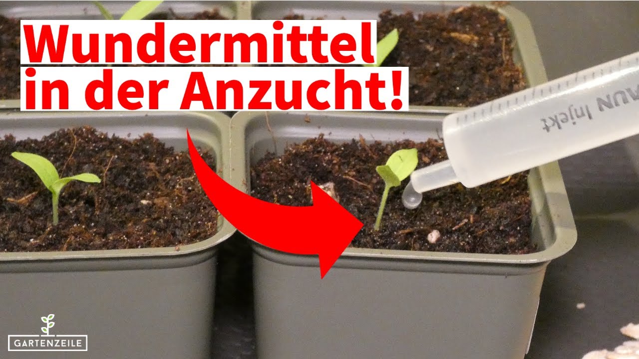 Untersch&auml;tztes Hausmittel - nat&uuml;rlicher D&uuml;nger f&uuml;r kr&auml;ftiges Wachstum deiner Anzucht!
