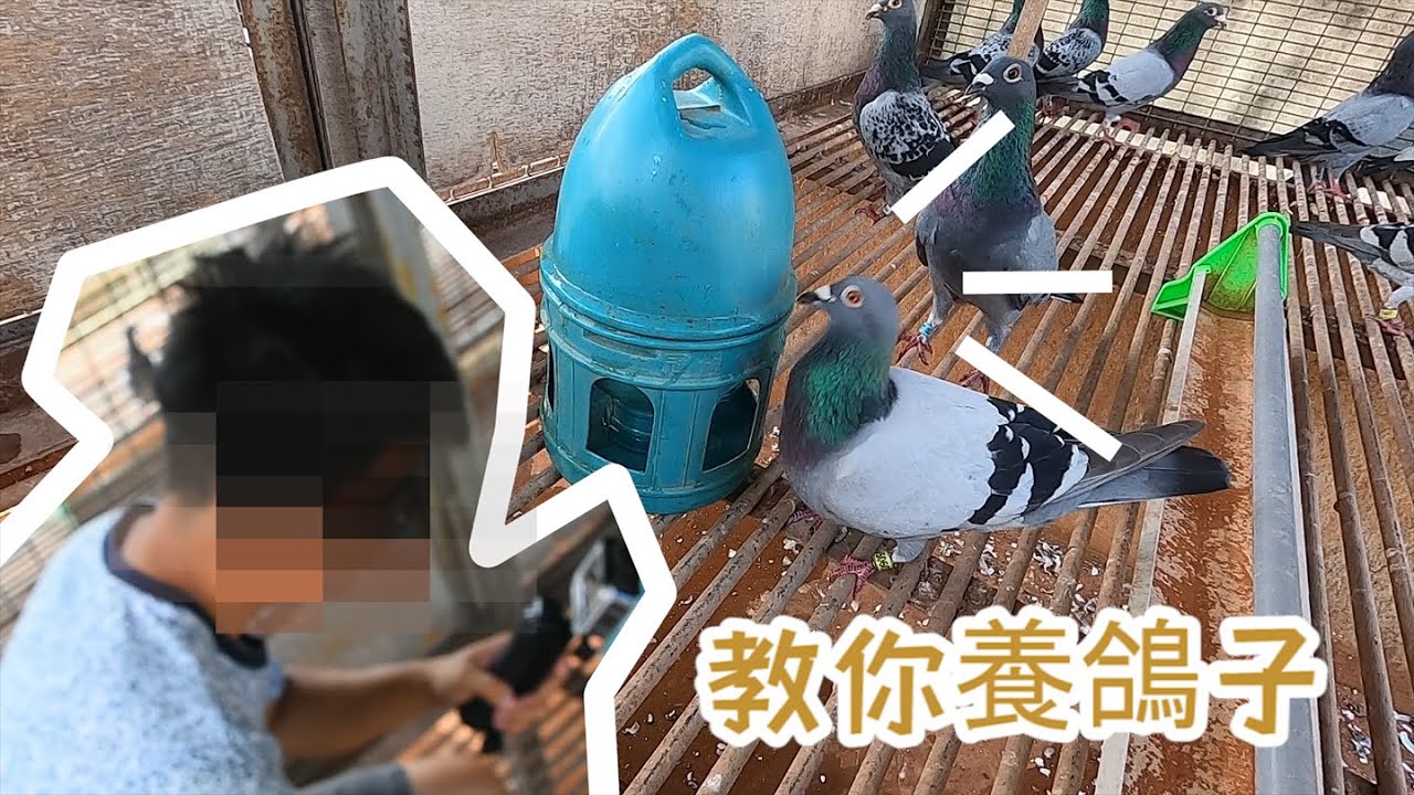20210725 ｜鴿舍系列🕊🕊🕊｜鴿子的奧妙