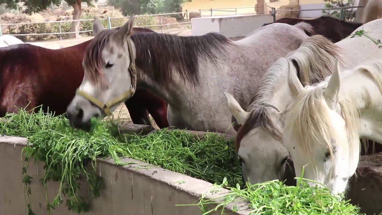 محطة الزهراء للخيول العربية الأصيلة 
