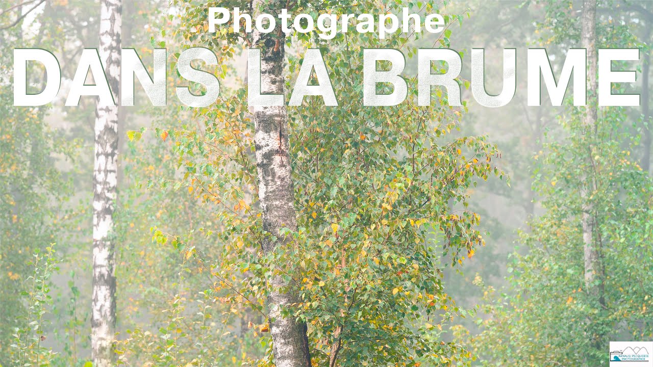Je photographie la for&ecirc;t en automne dans le brouillard.