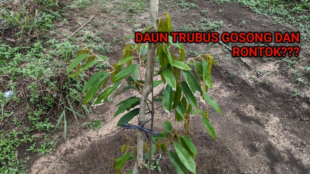 DAUN TRUBUS GOSONG DAN RONTOK!!??? BEGINI KONDISI POHON DURIAN KEBUN ALPUKAT CYRILLA FARM...