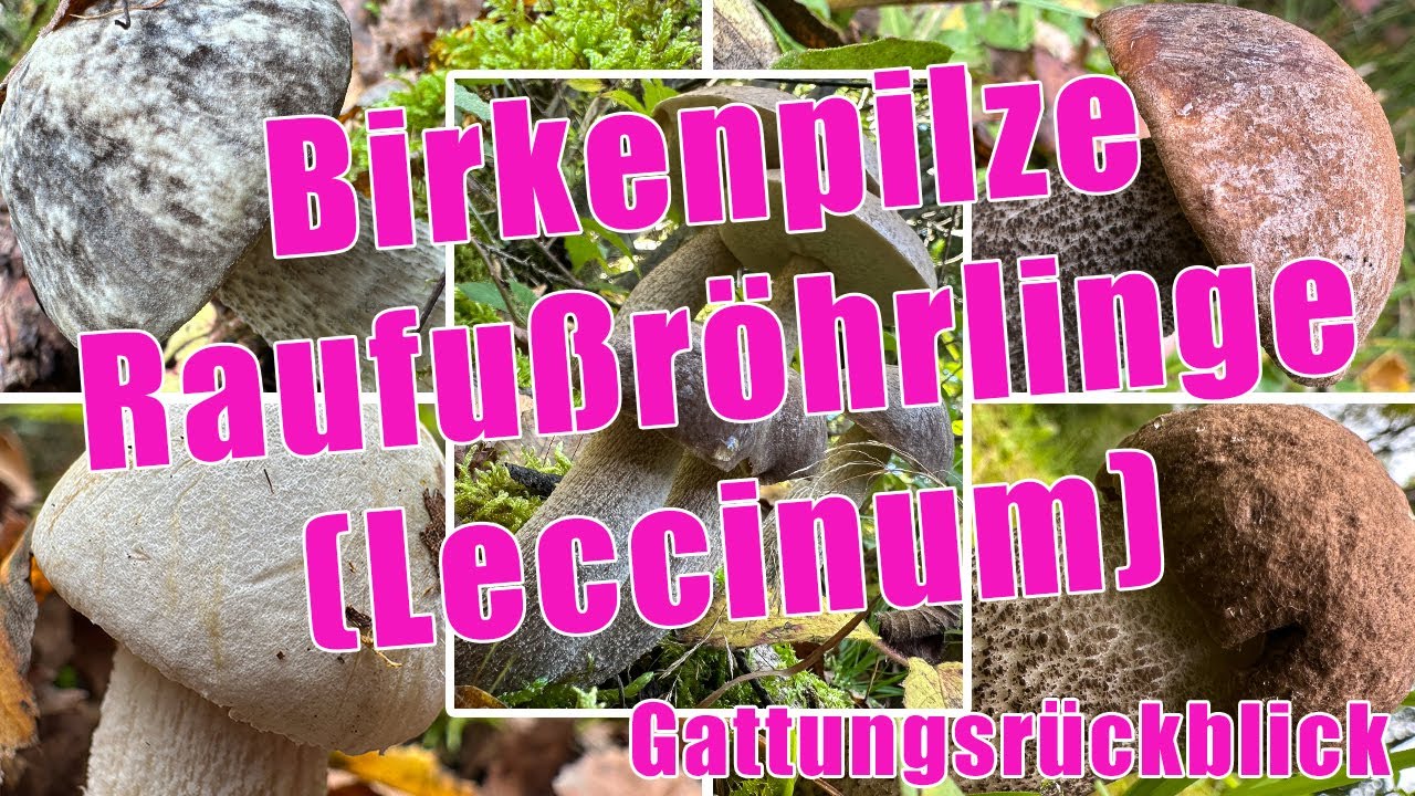 Birkenpilze & Raufußröhrlinge bestimmen | Pappelraufuß, Birkenpilz & Wollstielraufuß | Leccinum