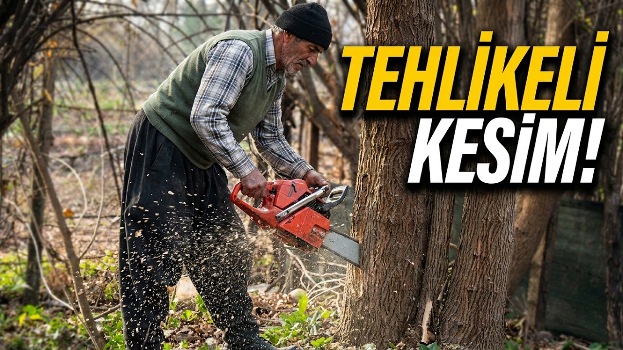 Dayılar Hâlâ İşin Püf Noktasını Biliyor! Ağaç Kesimi