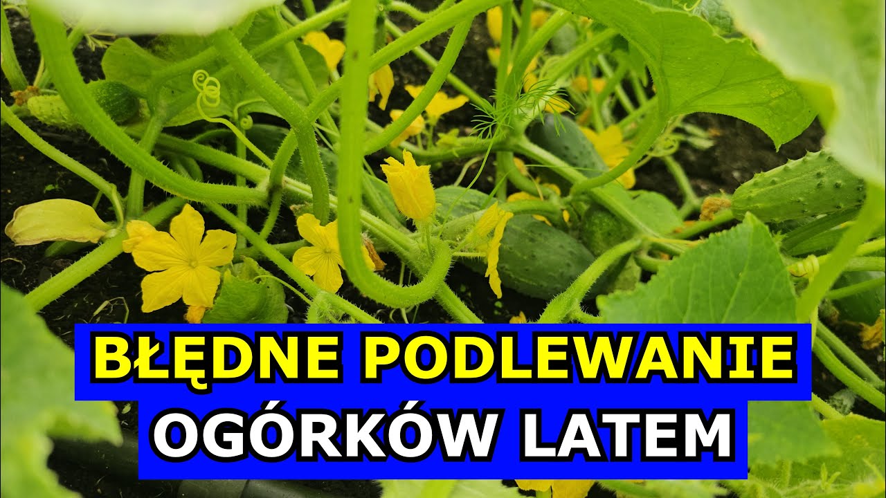 Błędne Podlewanie Ogórków Latem powoduje Gorzkość, Gorszy wzrost, a nawet Choroby Ogórka gruntowego.