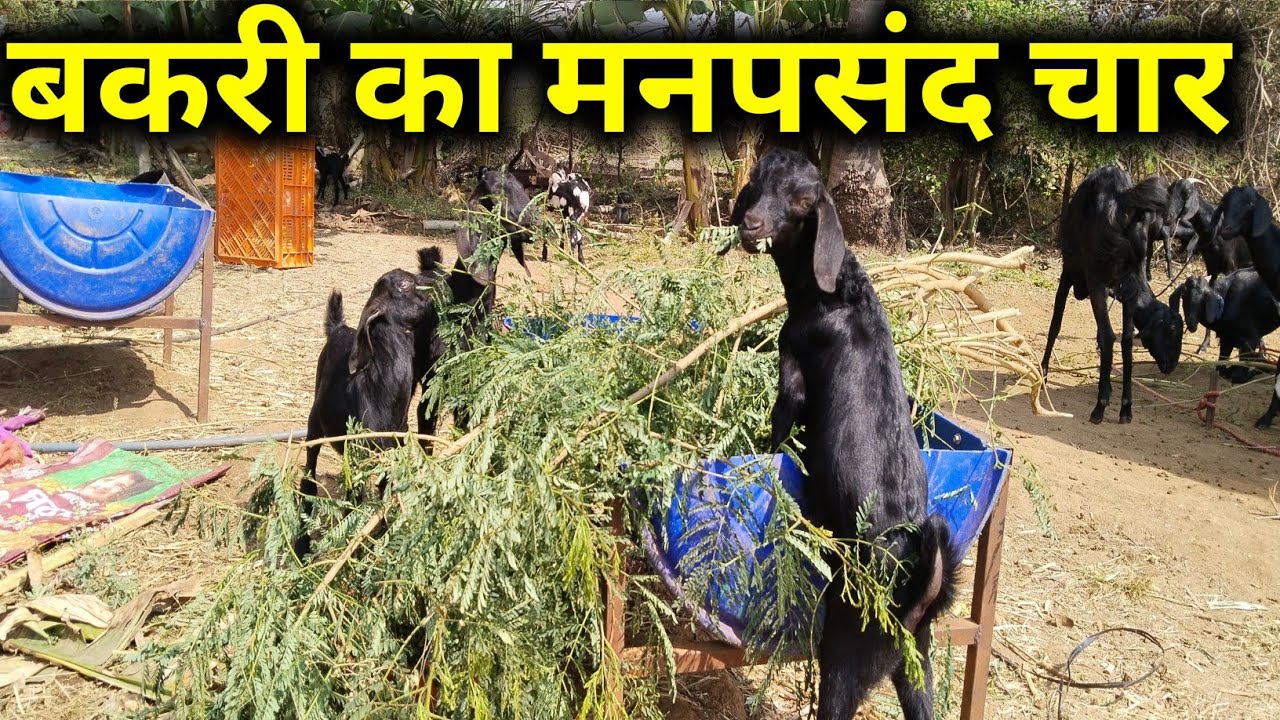 बकरी का मनपसंद चार || Bakri ka manpasand chara 