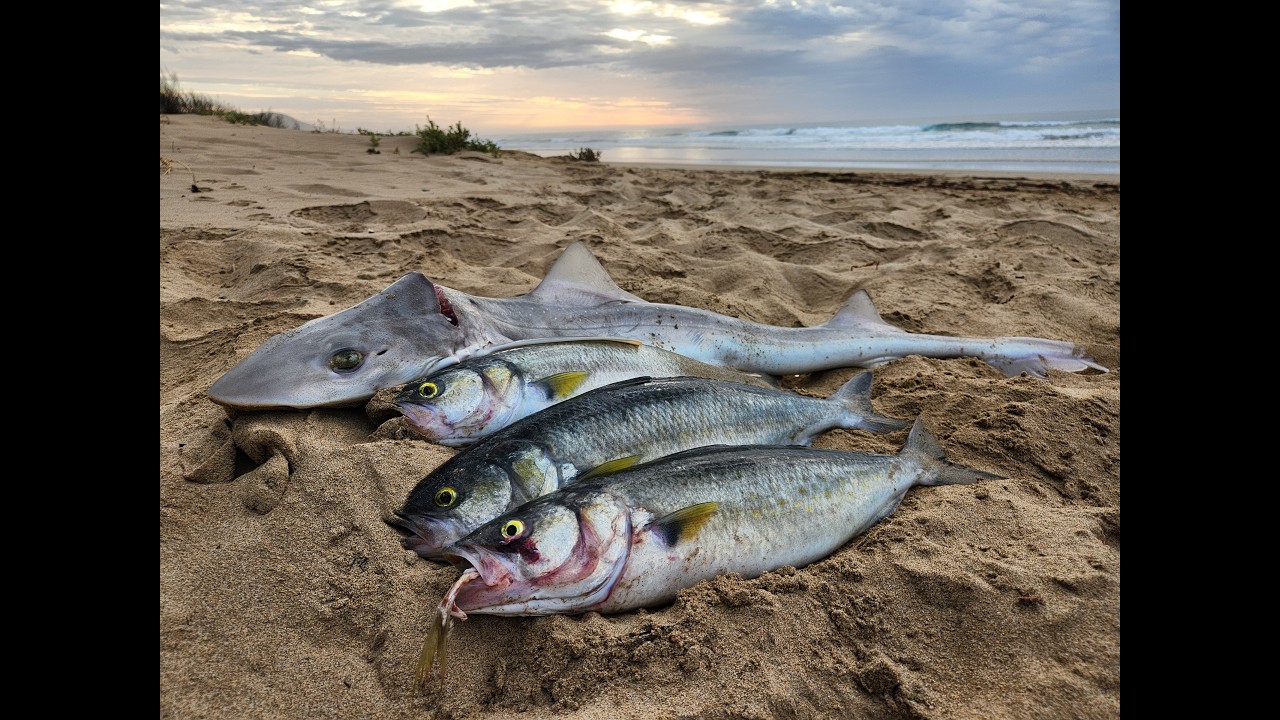 Beach Fishing for Gummy Shark.