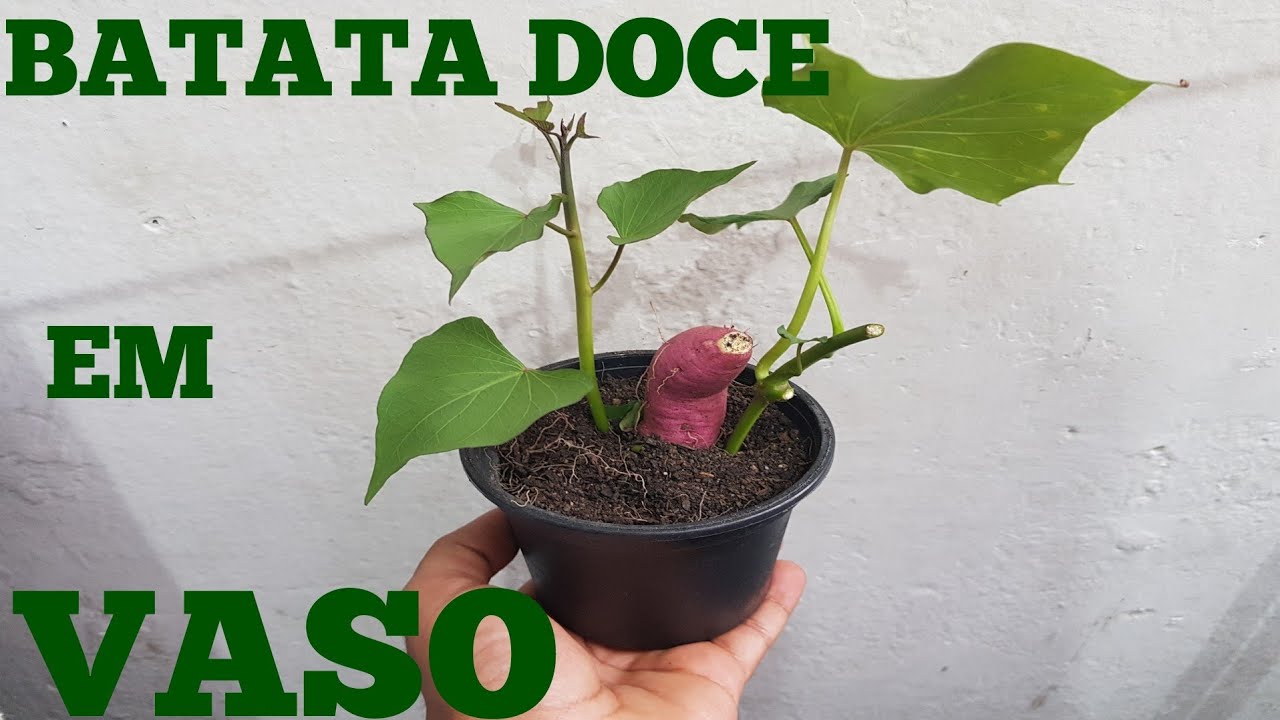 PLANTEI BATATA DOCE . Veja o resultado!!!