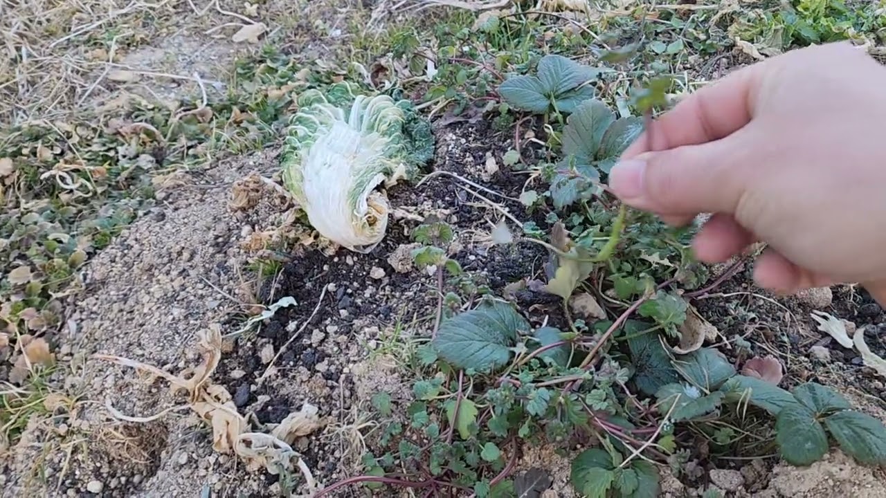 겨울을 잘 버텨내는 텃밭작물!