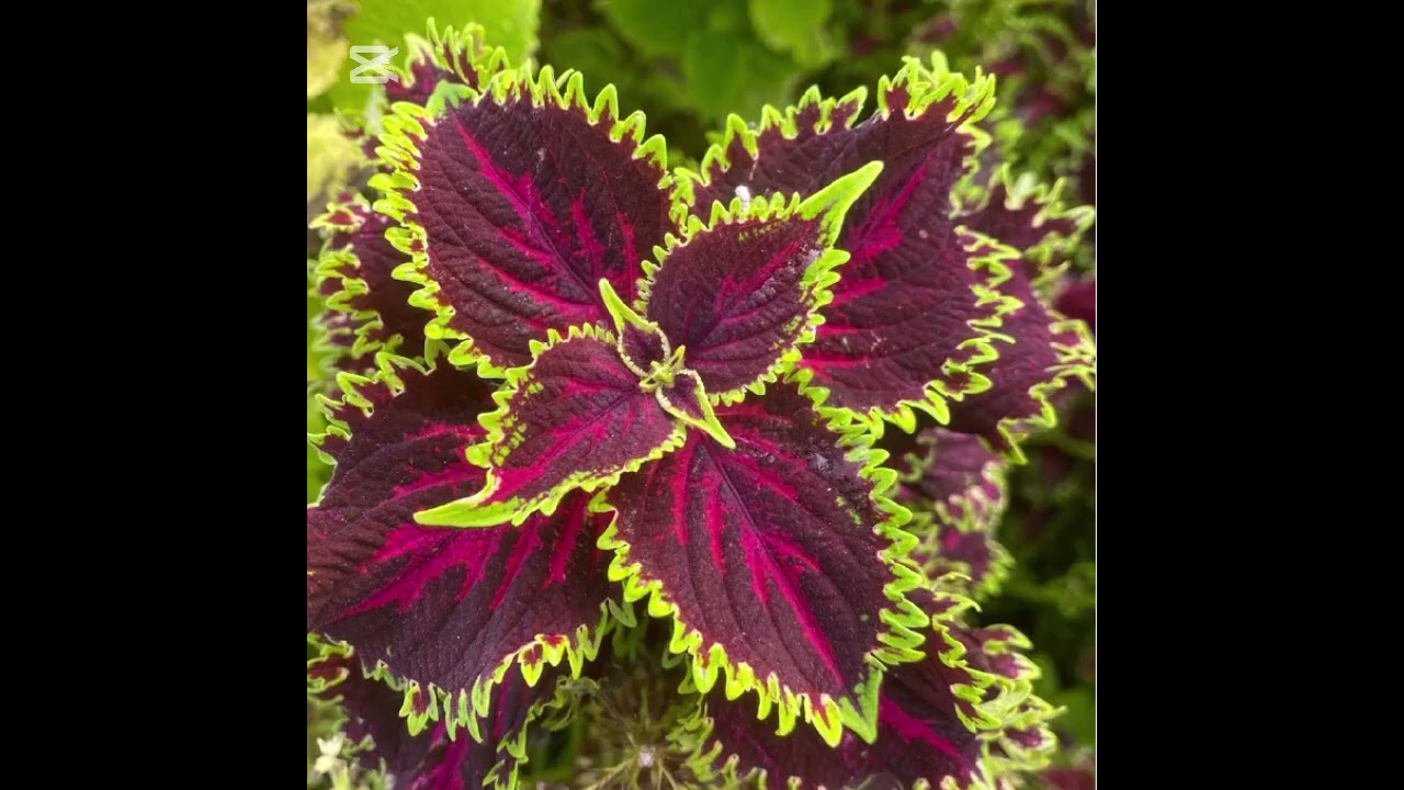 Yaprak Güzeli Tohumu  Kolyos Çiçeği  Coleus  Ballıbabagiller ailesindendirçiçekbakımı#keşfet#flowers