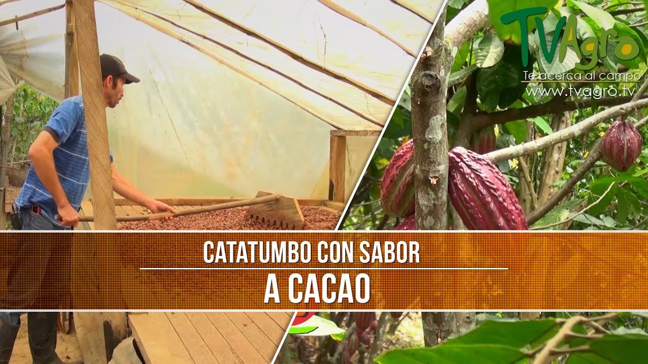 Caracteristicas del Cacao- TvAgro por Juan Gonzalo Angel