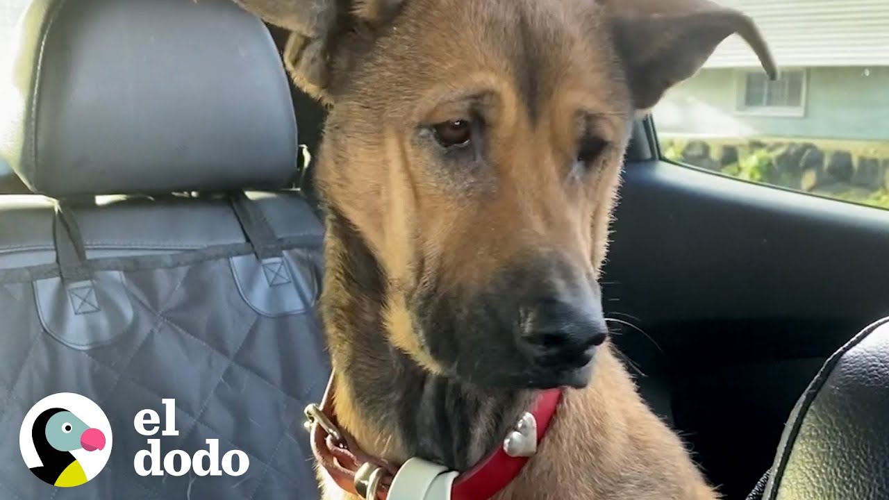 Perro que se quedó mirando la pared durante semanas finalmente le pide caricias a mamá | El Dodo