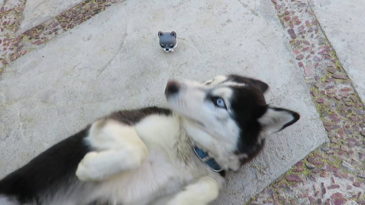 Funko  pop: Pop Pets Siberian Husky (quick look )