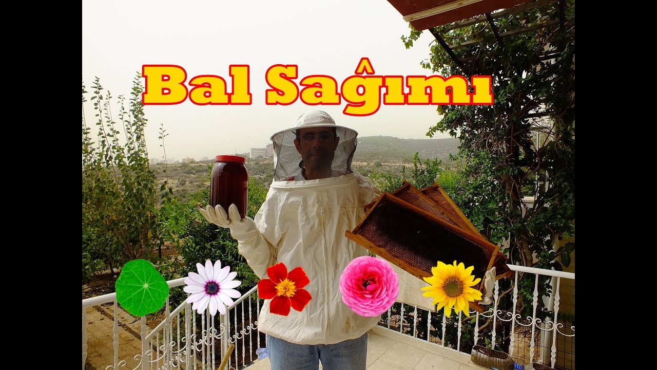Arıcılıkta Bal Hasadı Nasıl Yapılır? 🐝 🍯