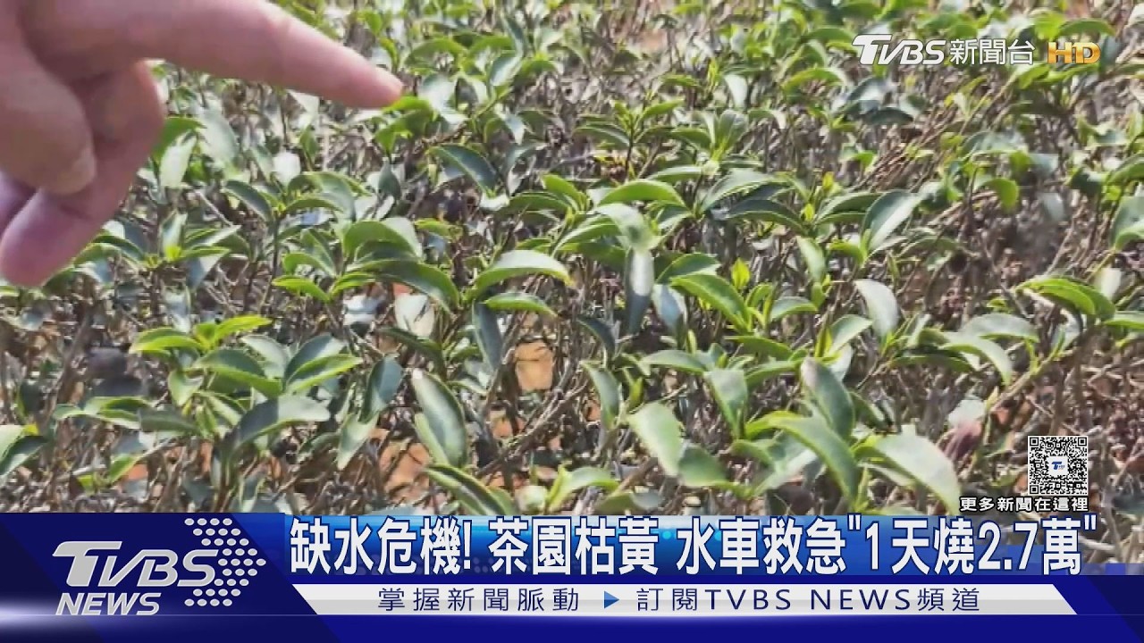 缺水危機! 茶園枯黃 水車救急「1天燒9000」｜TVBS新聞 @TVBSNEWS02