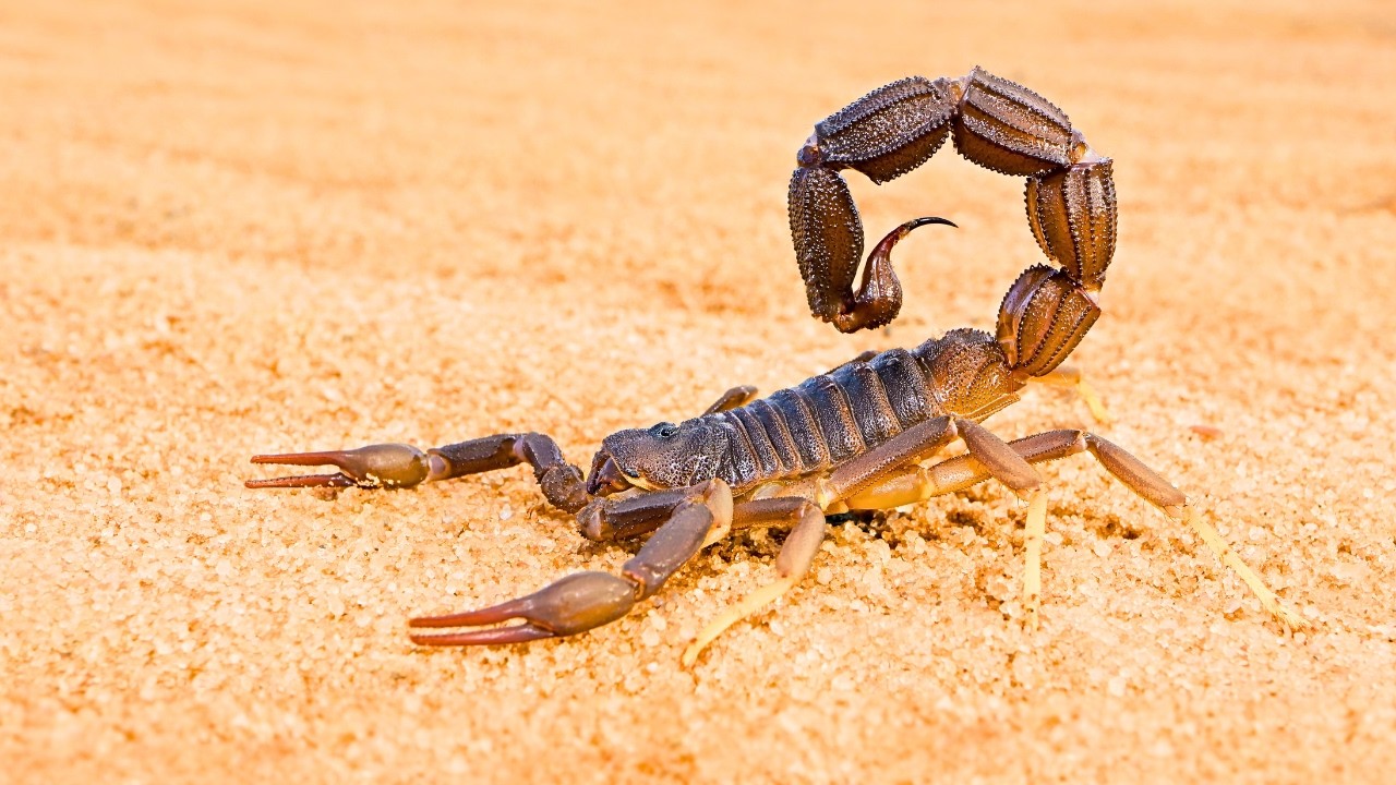 The Secret World of Scorpions: 🦂 Hidden Dangers of the Desert