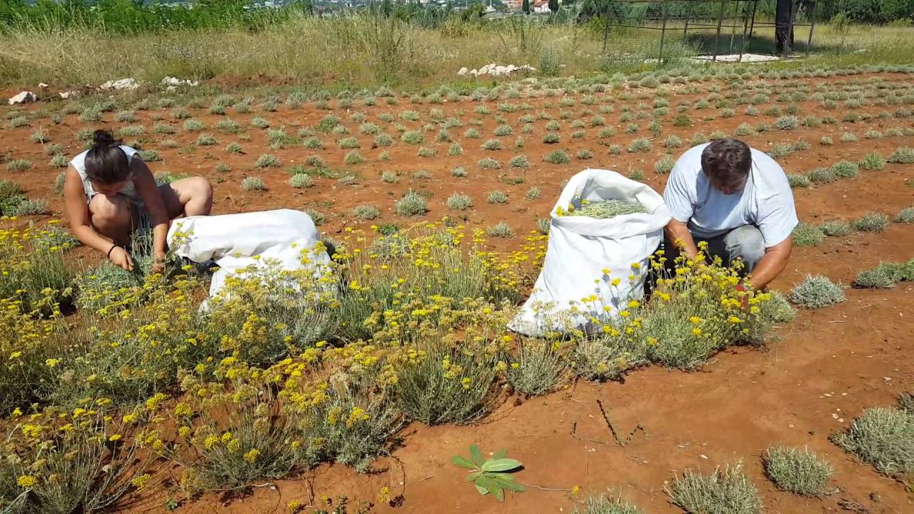 Helichrysum italicum - harvest