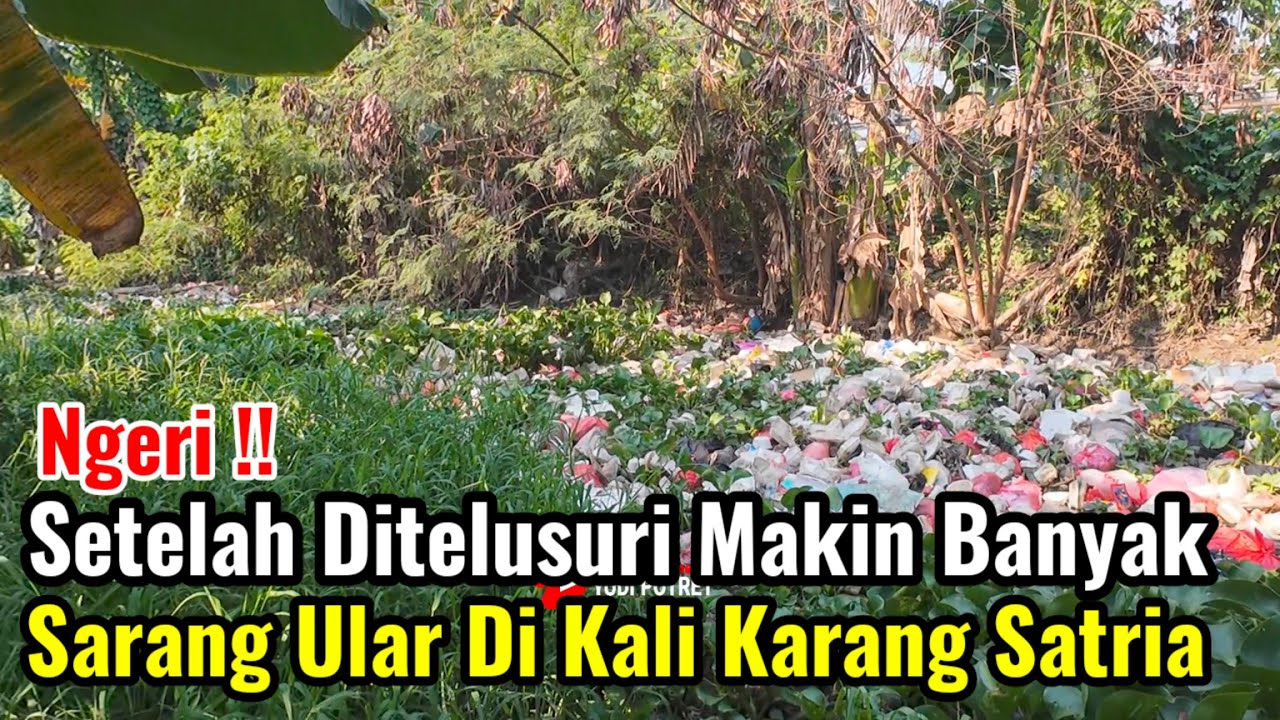 Ngeri‼️Setelah Ditelusuri Makin Banyak Sarang Ular Dan Predator Di Kali Karang Satria