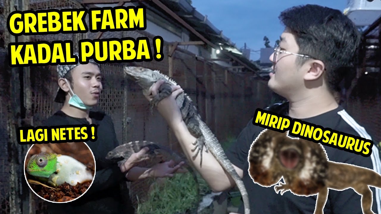 GREBEK PETERNAK HEWAN PURBA ! KEREN BANGET !