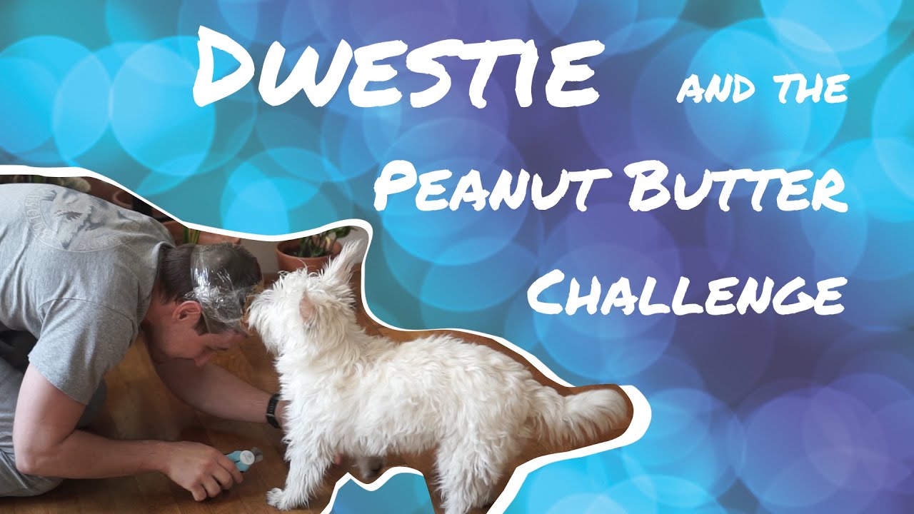 TRYING TO CLIP MY PUPPY'S NAILS USING PEANUT BUTTER  | DWESTIE THE WESTIE