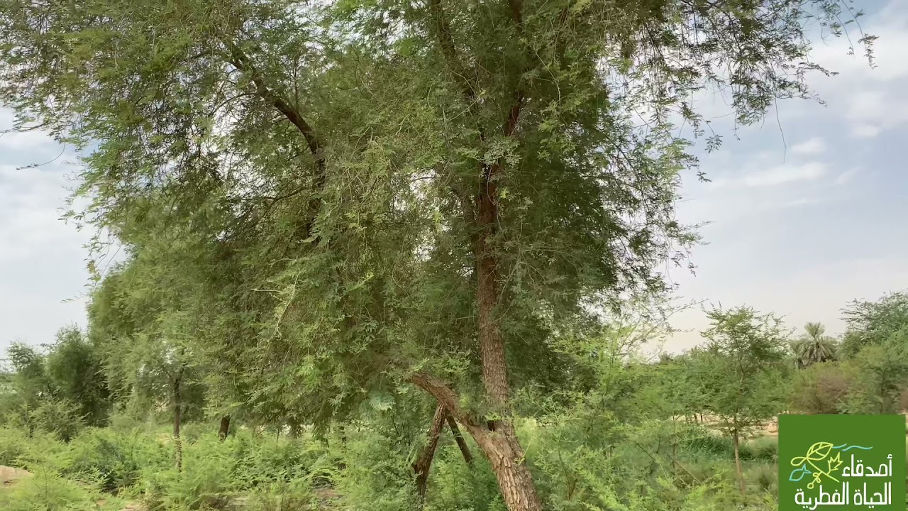 الغاف الأحمر في وادي حنيفة