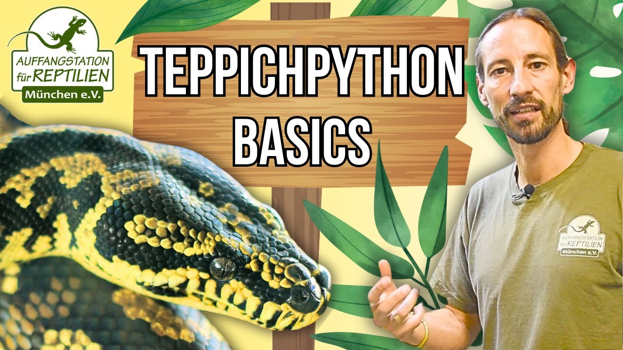Teppichpython - Haltung und Pflege