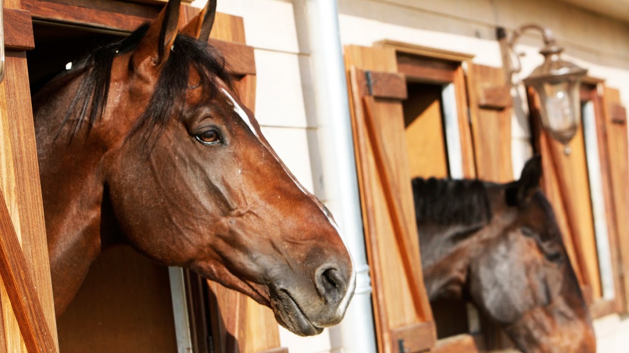 DOCUMENTARY: BEHIND THE SCENES OF ASHFORD FARM