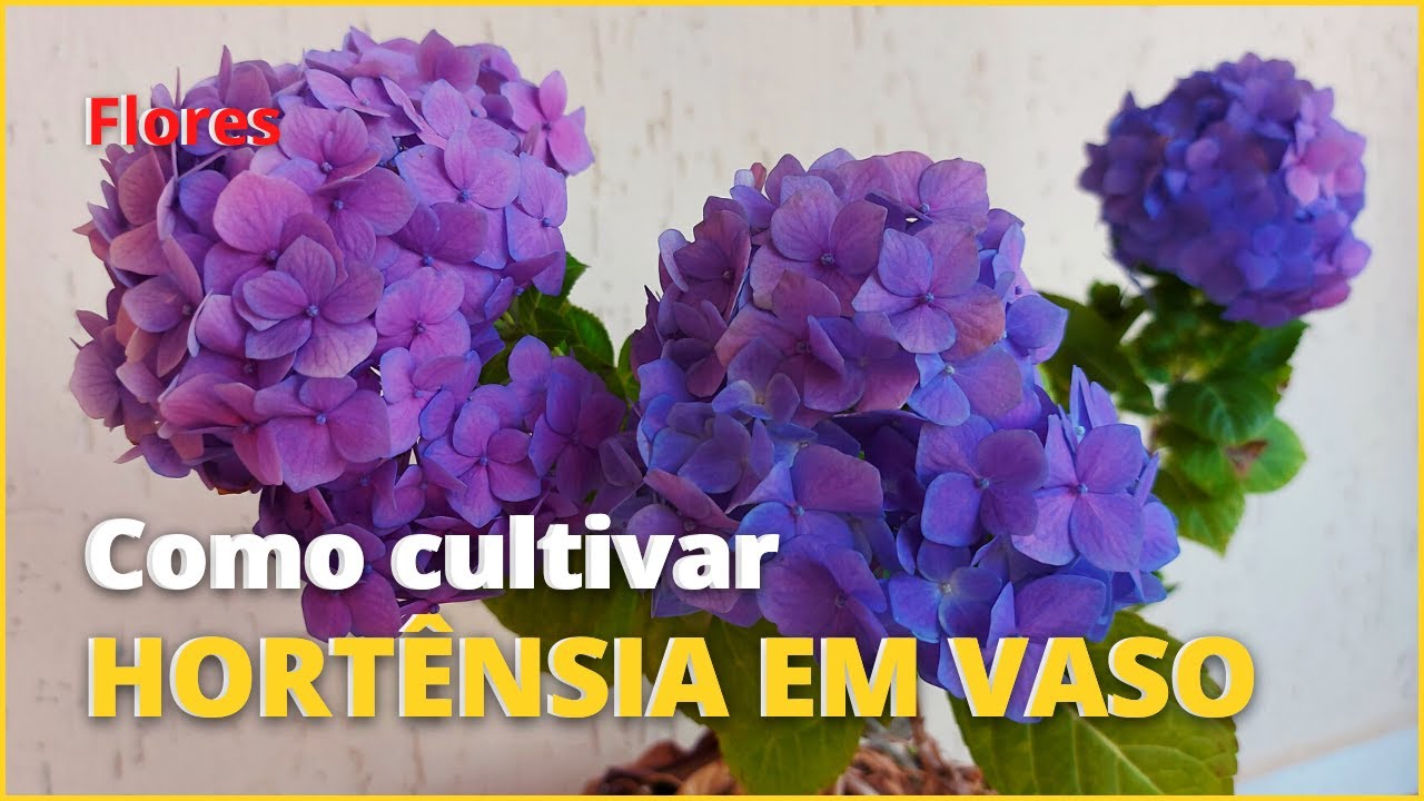 Como Cultivar Hortênsia em vaso e ter flores de várias cores