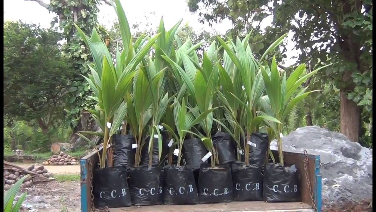 CCB - Ibbagamuwa Nursery - Kurunegala
