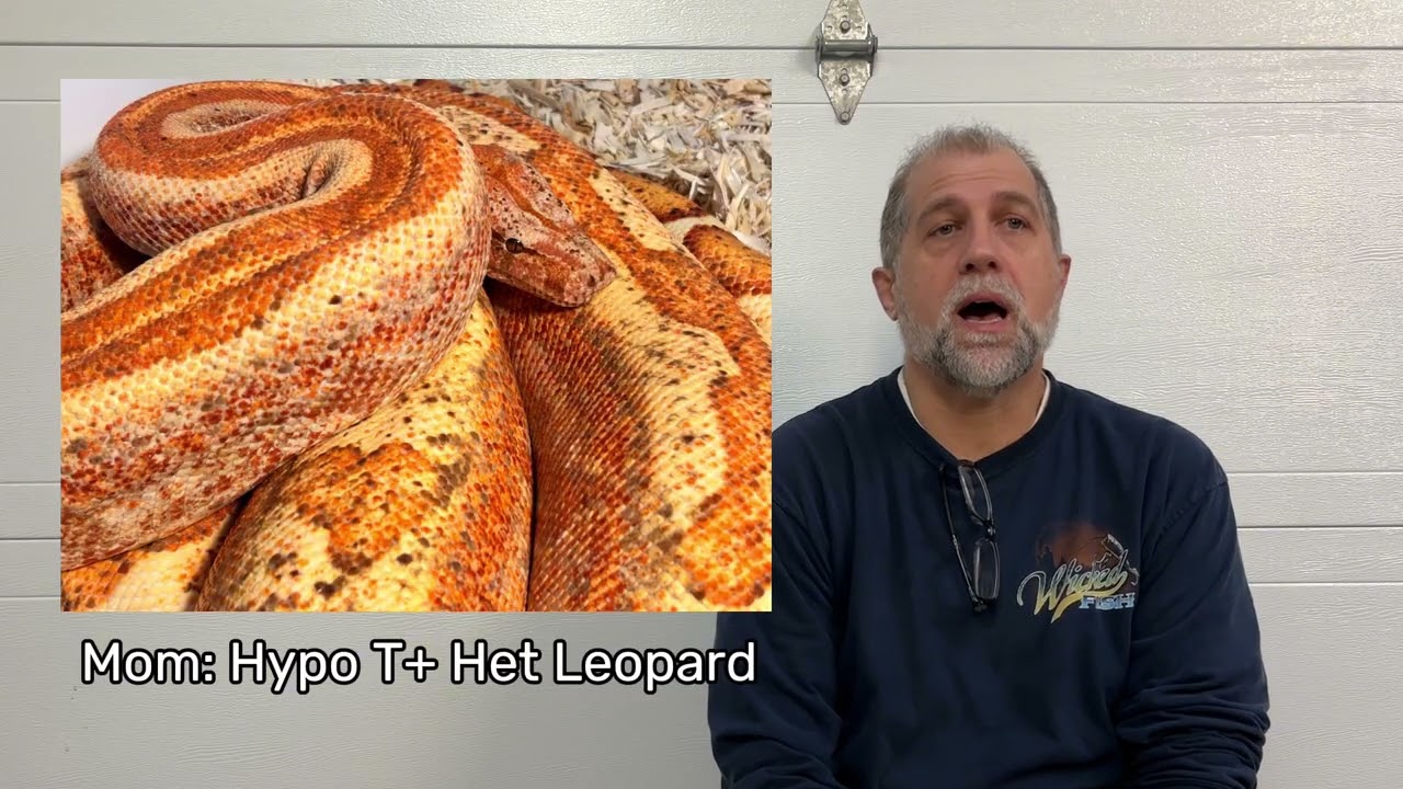 Legacy Boas - the rare T+ Hypo Leopard Boas