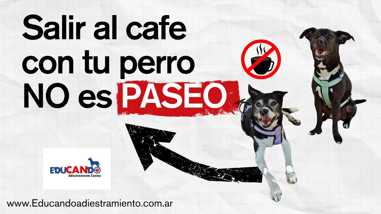 Perros y Paseos