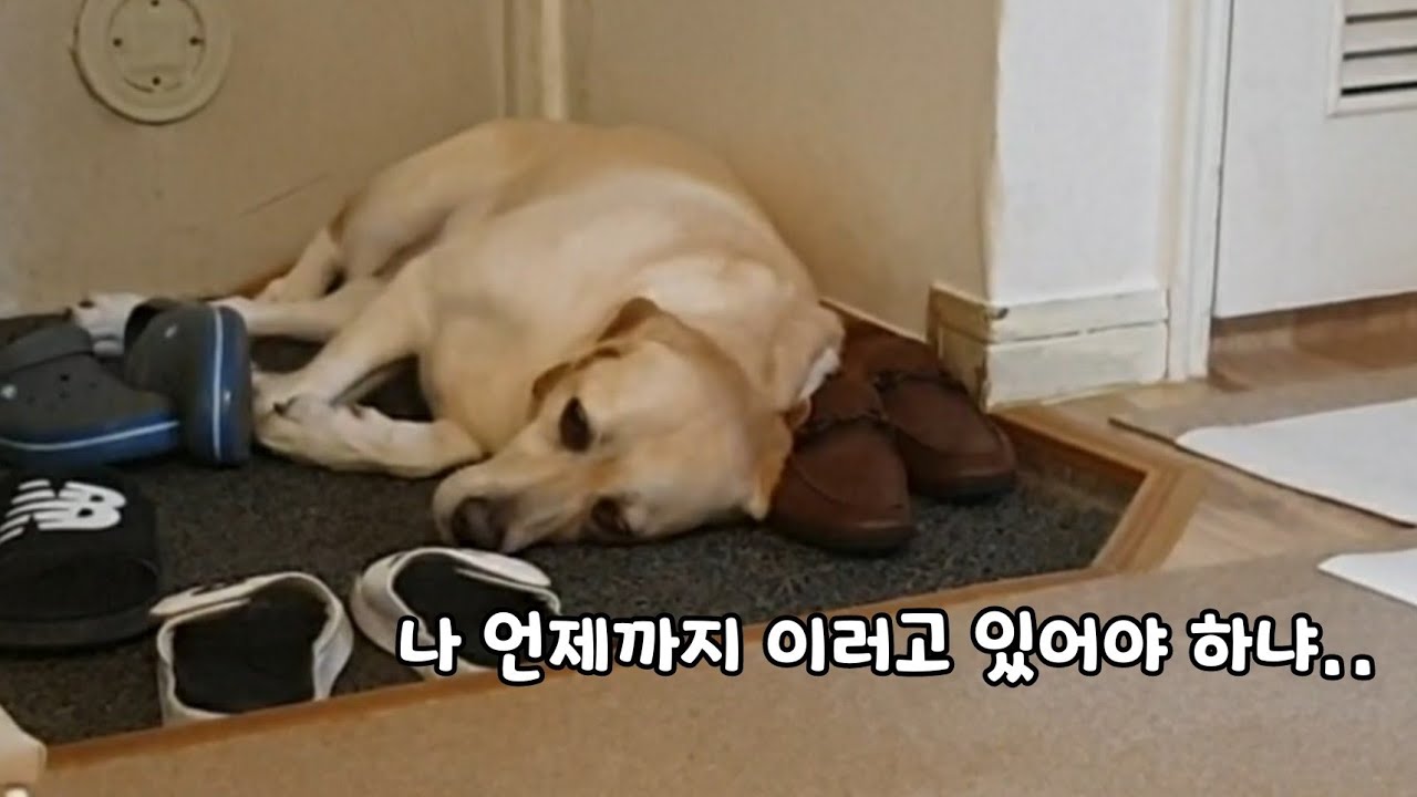 기억력 좋은 리트리버와 살면 피곤해지는 이유ㅋㅋ