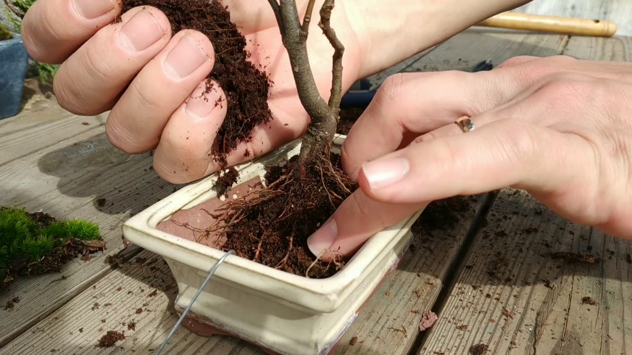 small chestnut bonsai