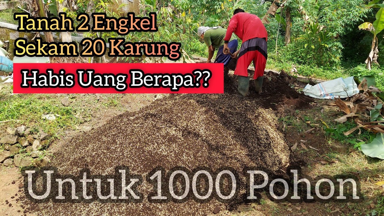PROSES MEMBUAT MEDIA TANAM DURIAN UNTUK 1000 POHON | BOCAH DUREN
