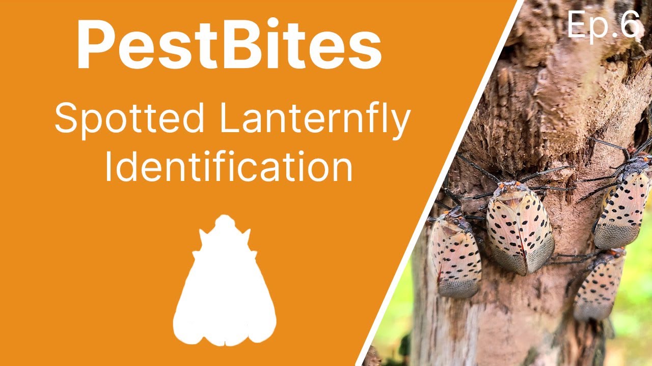 Spotted lanternfly identification | PestBites by Cesar