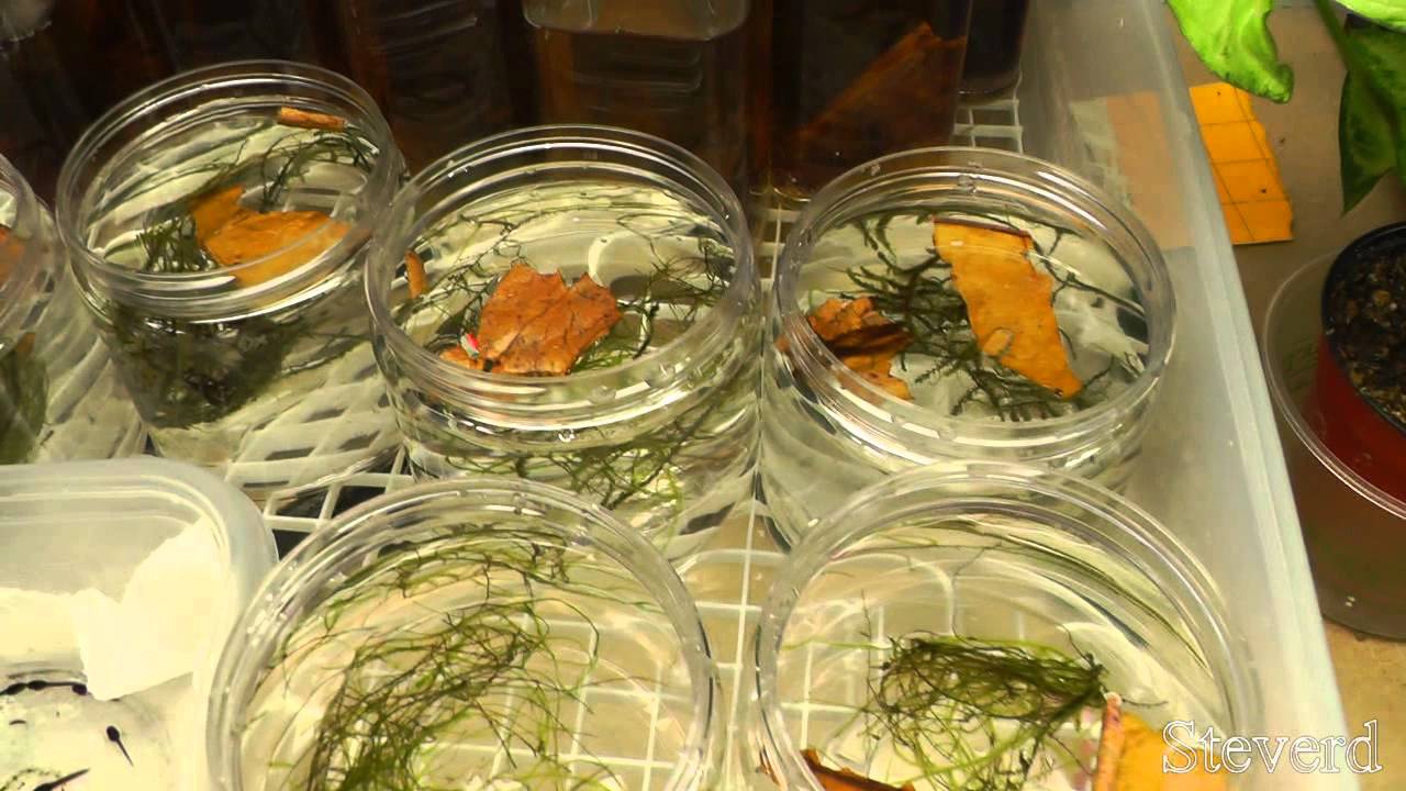 Tadpole Poison Dart Frogs