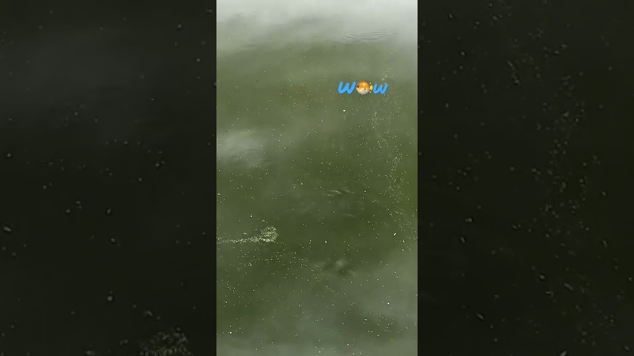 Ripresa con drone.Fiume po in secca. Pesci in branco