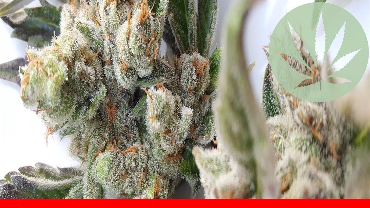 Shark Shock - All About This Strain