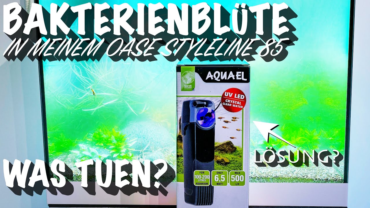 Bakterienblüte in meinem Oase StyleLine 85, kann da der Aquael Uni Filter 500 UV wirklich helfen?