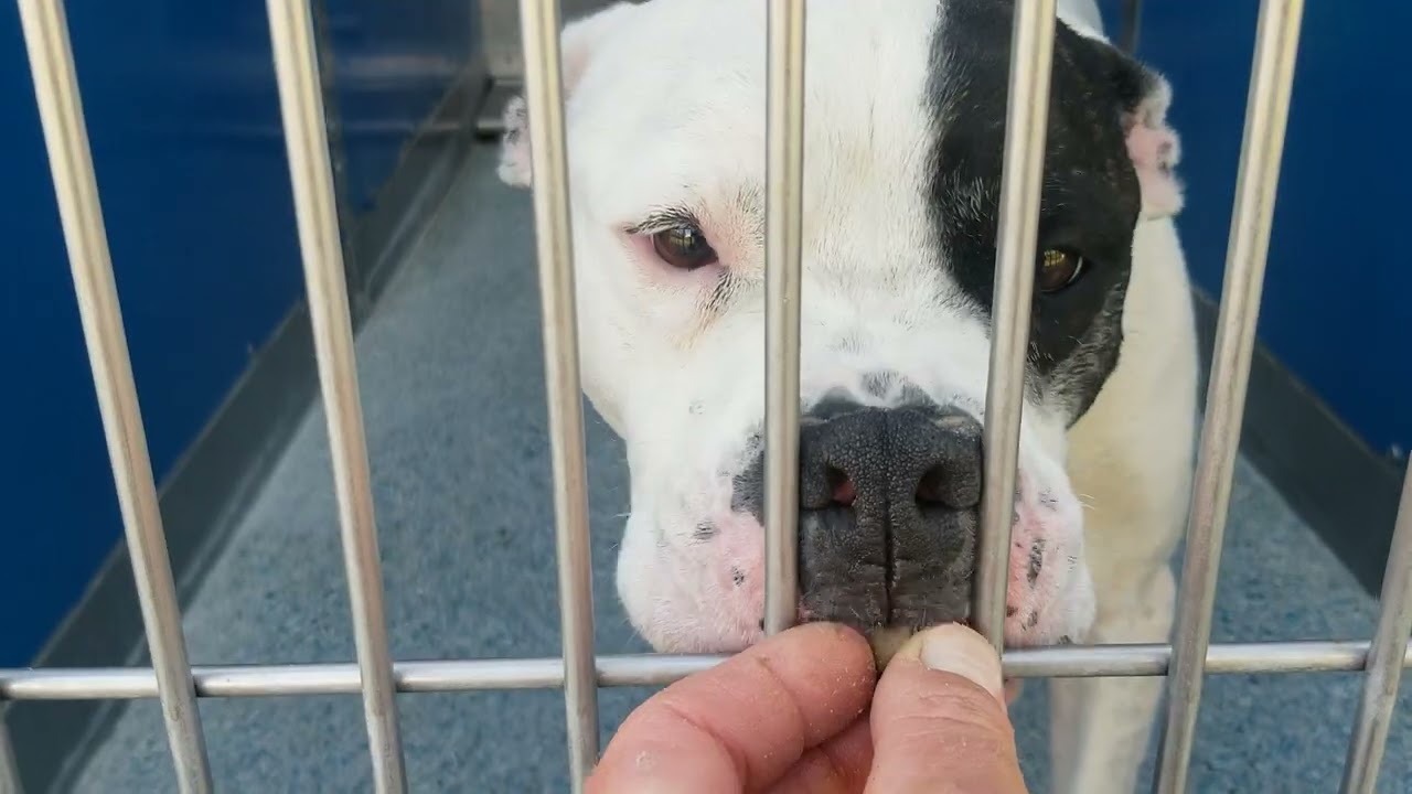 Long Beach Animal Care Services Adoptable Dogs Kennel Walkthrough 06/12/2022