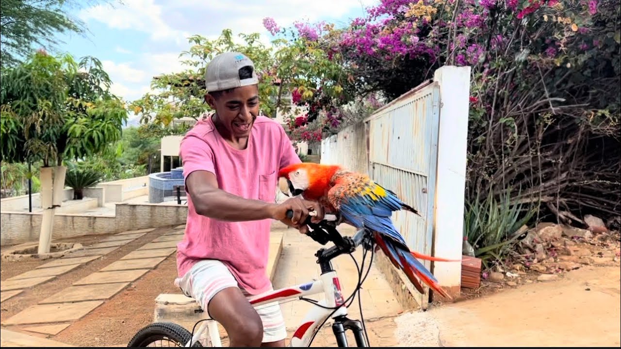 ANDR&Eacute; E CHICO BUTICO ENSINANDO AS ARARAS A DA GRAU 😂￼