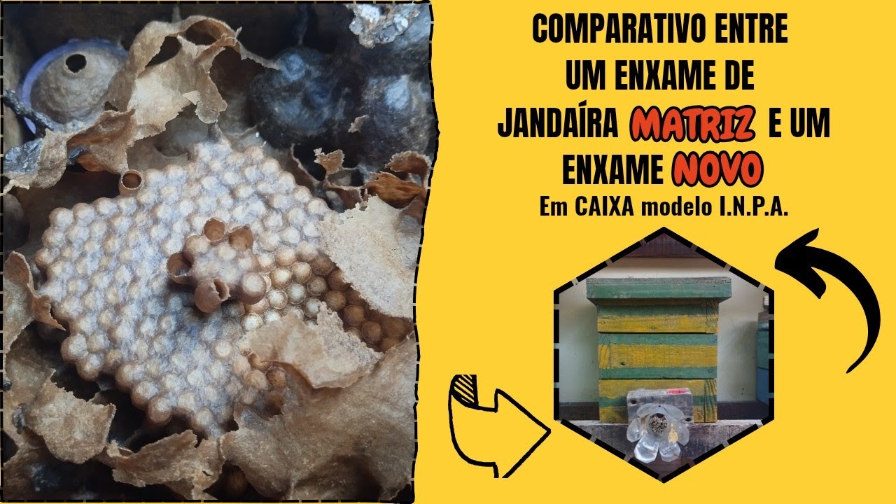 ENXAME MATRIZ E ENXAME NOVO (ABELHA JANDAIRA)