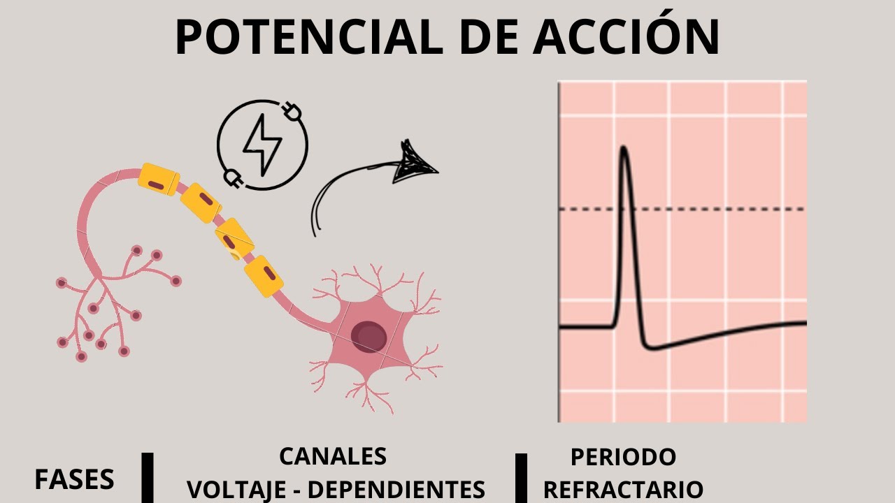 POTENCIAL DE ACCIÓN (Fisiología) COMO NUNCA TE LO EXPLICARON