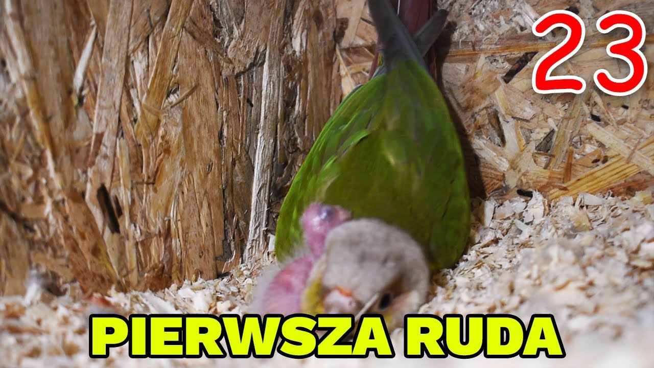 PIERWSZA RUDOSTERKA W WOLIERZE! CZYŻBY OSTATNIA? 😭