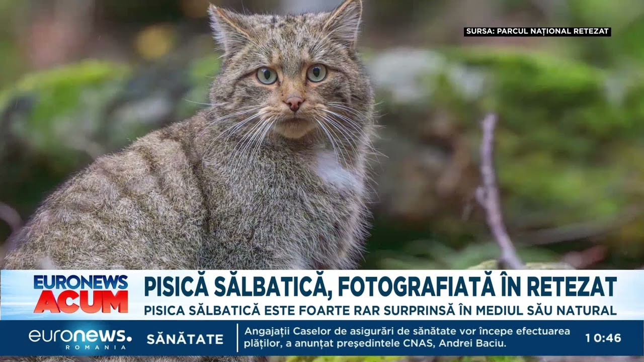Felis Silvestris, un exemplar de pisică sălbatică, surprinsă în Parcul Național Retezat