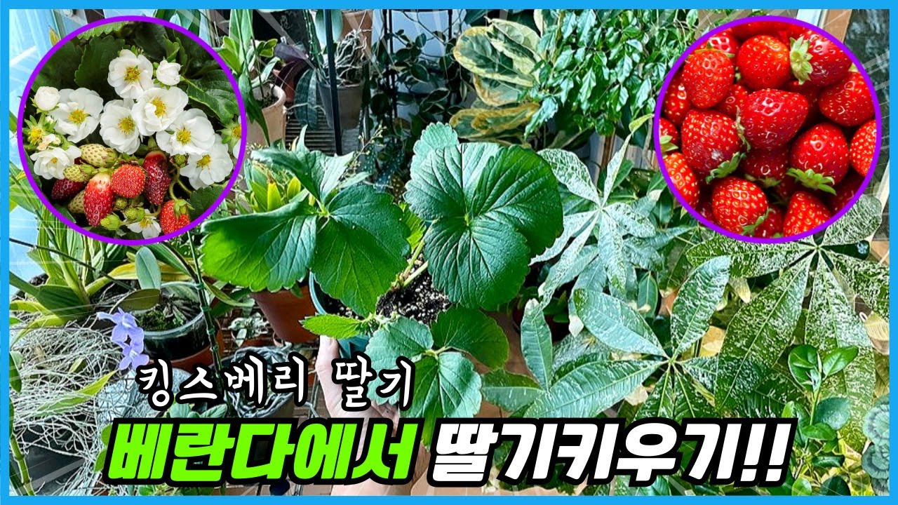 화분에 딸기를 심으면 5년간 수확이 가능해요!! 베란다에서 딸기 키우는법!!