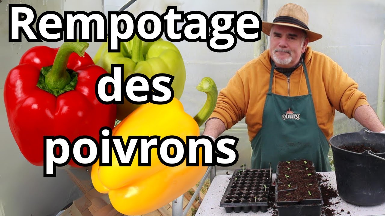 Comment réussir le rempotage de vos poivrons dans des godets de 8cm ?