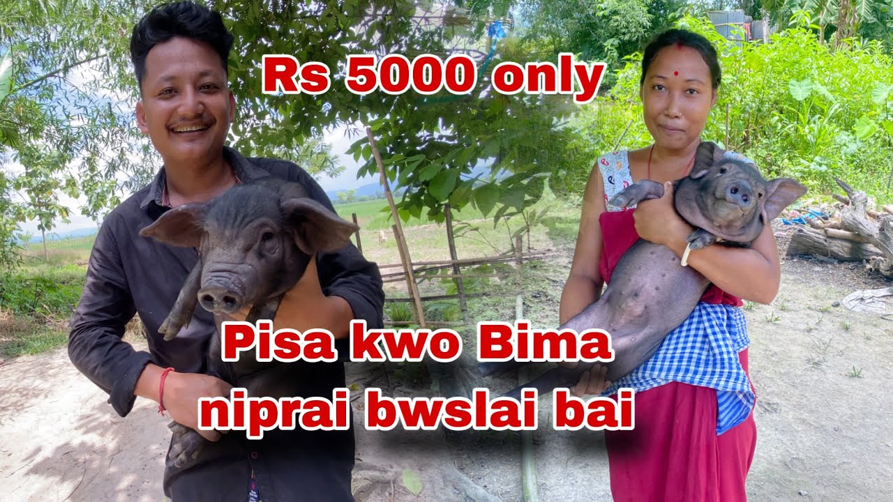 maseyao Rs 5000 only Bima niprai Bwslaibai